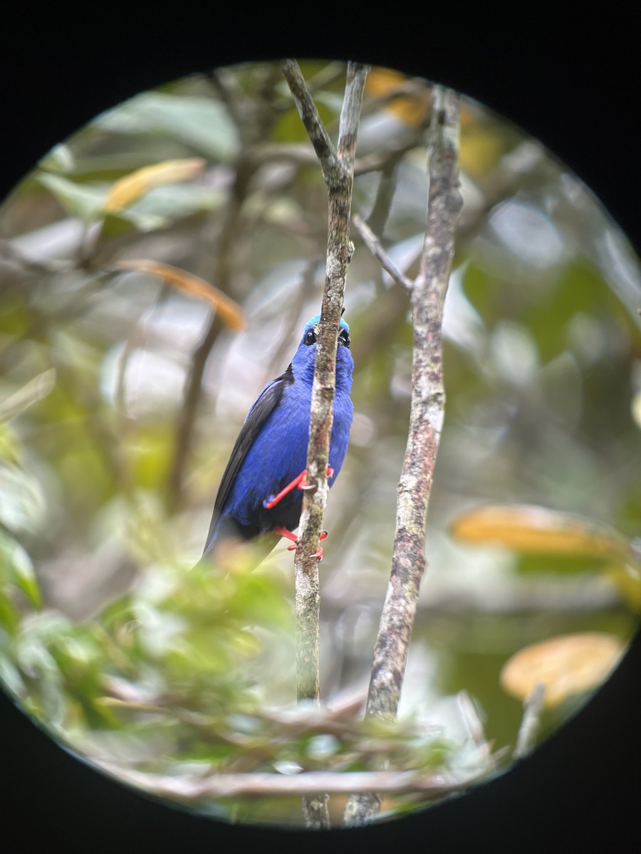 Red-legged Honeycreeper - ML619260760