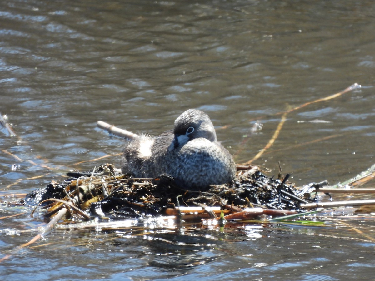 Pied-billed Grebe - Bosco Greenhead