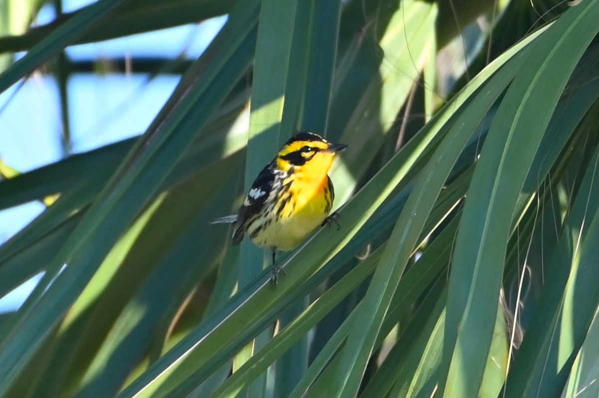 Blackburnian Warbler - Jim Highberger