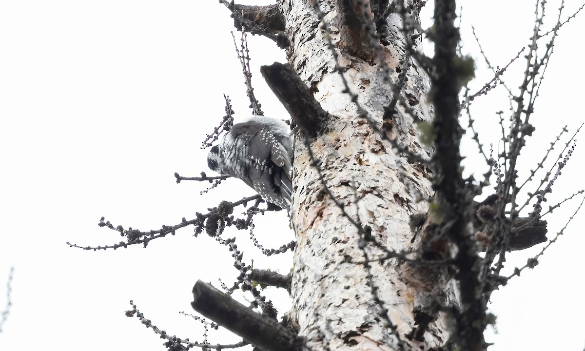 American Three-toed Woodpecker (Rocky Mts.) - Paul Fenwick