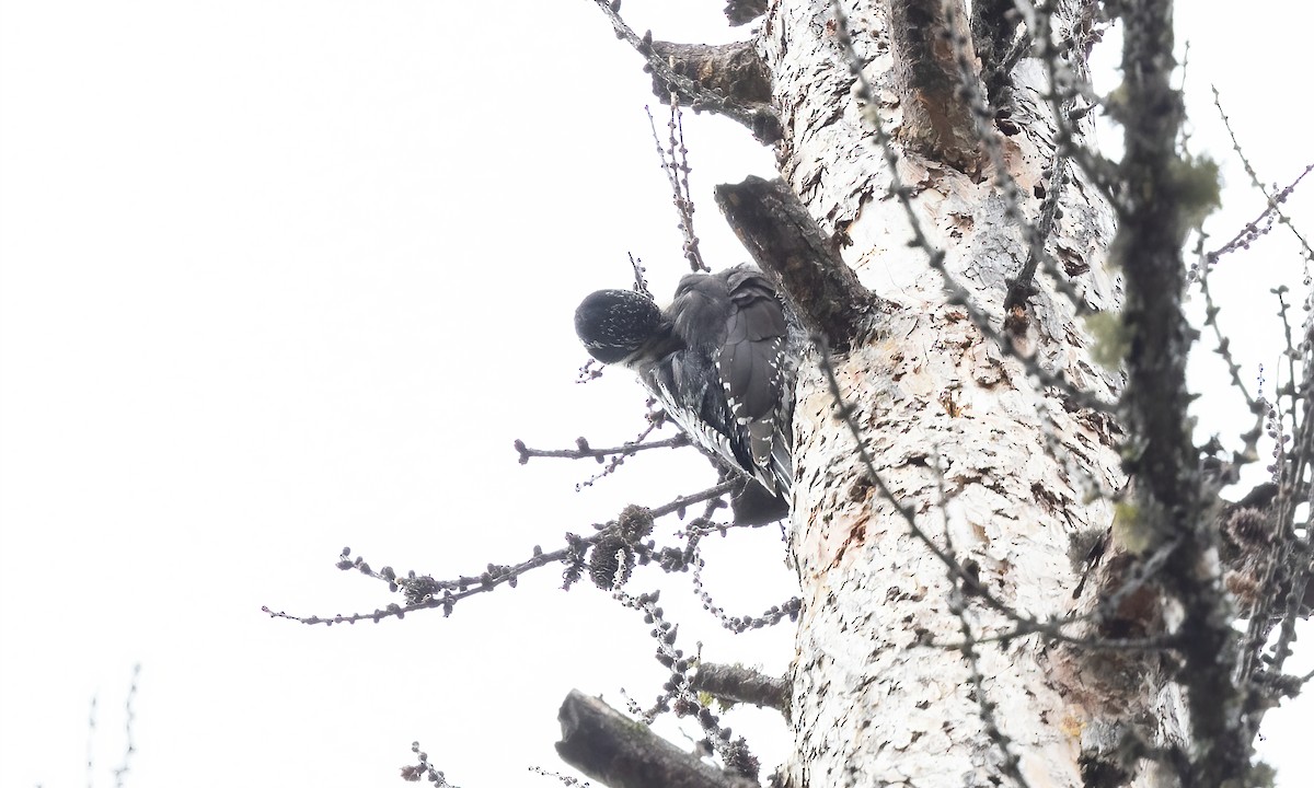 American Three-toed Woodpecker (Rocky Mts.) - ML619260790