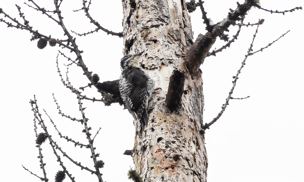 American Three-toed Woodpecker (Rocky Mts.) - Paul Fenwick