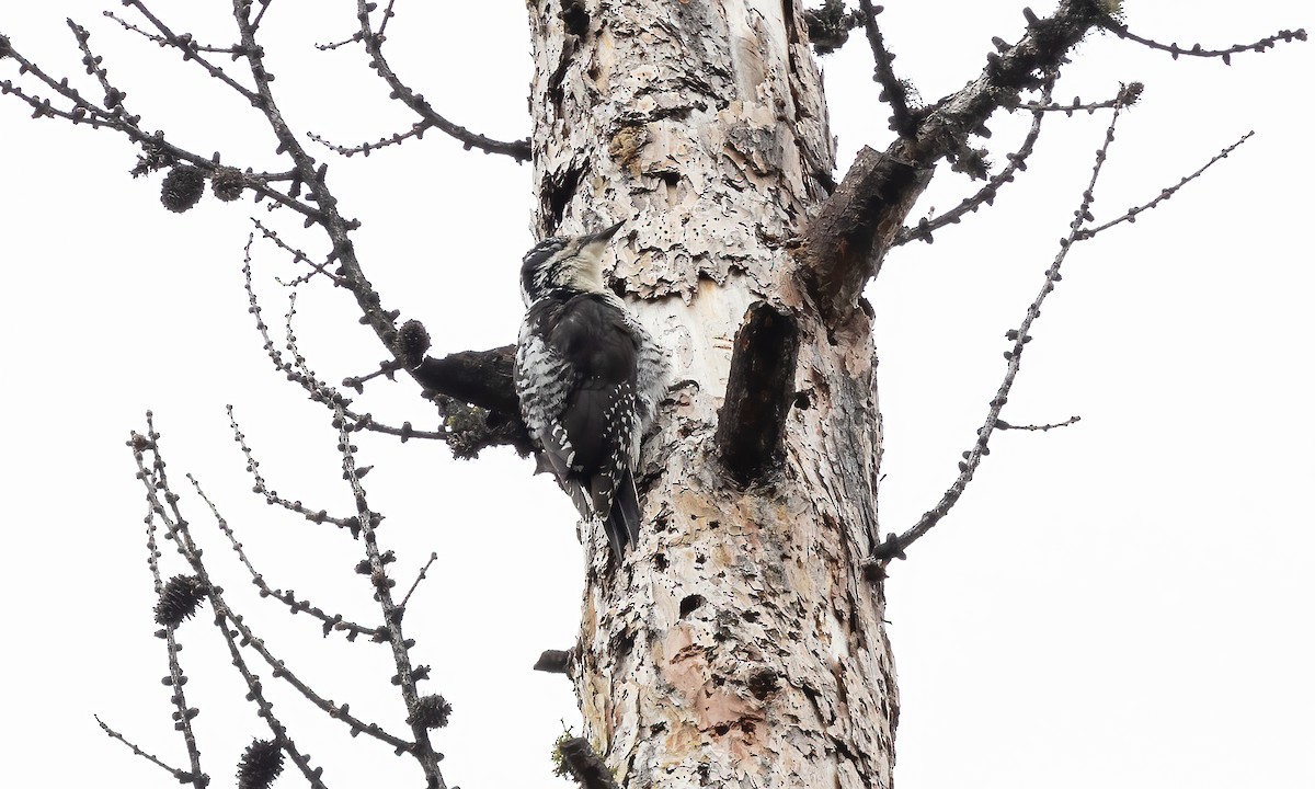 American Three-toed Woodpecker (Rocky Mts.) - ML619260791