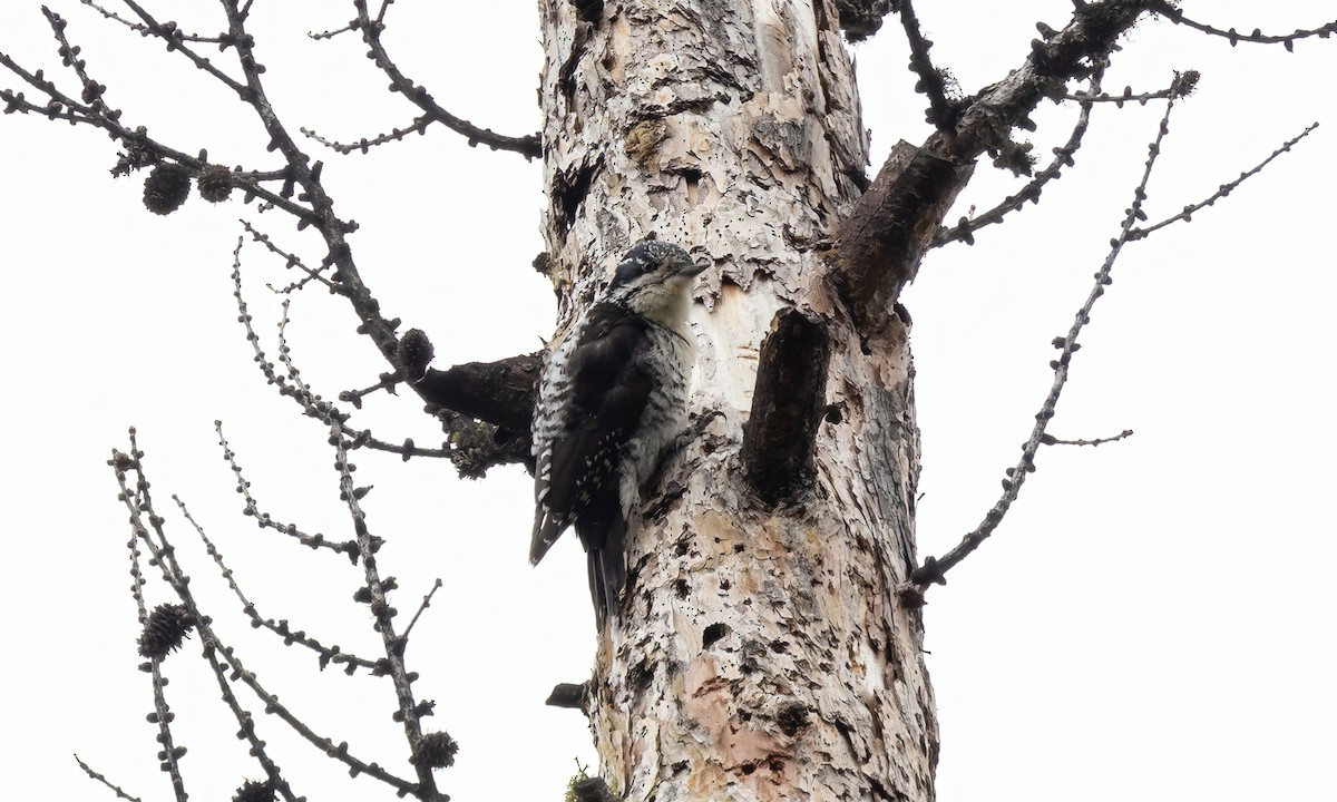 American Three-toed Woodpecker (Rocky Mts.) - Paul Fenwick