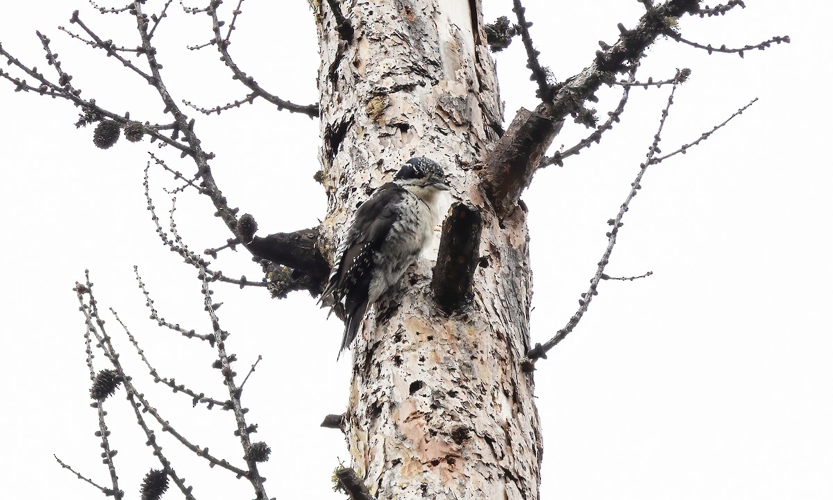 American Three-toed Woodpecker (Rocky Mts.) - Paul Fenwick