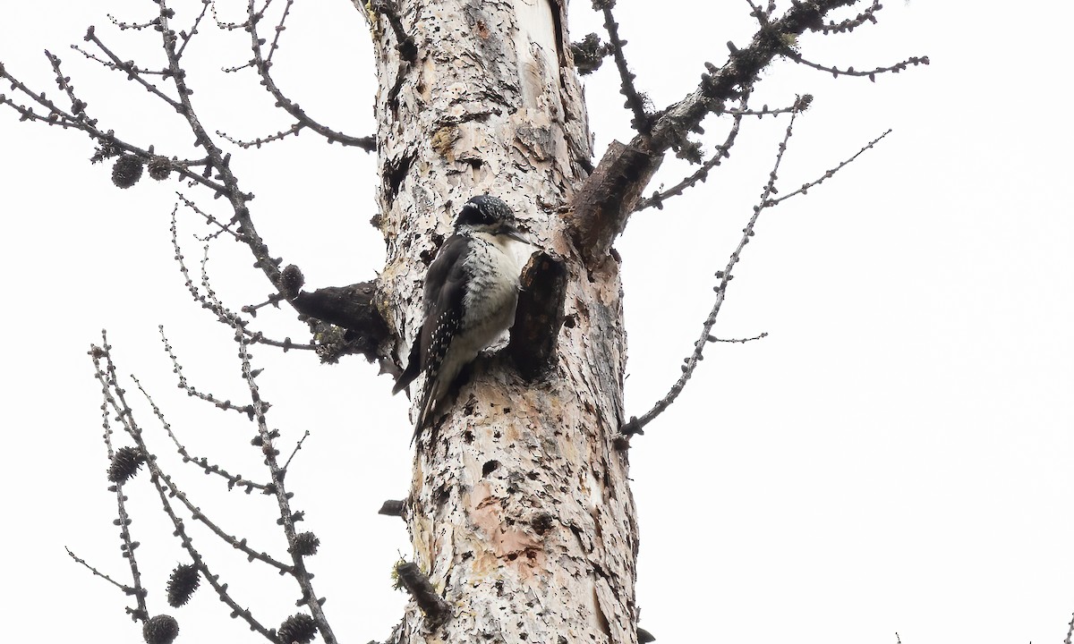 American Three-toed Woodpecker (Rocky Mts.) - Paul Fenwick