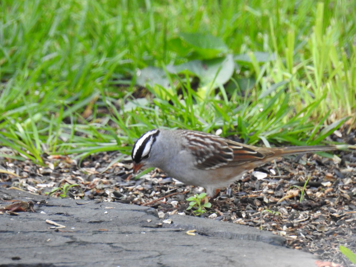 White-crowned Sparrow - James Holsinger