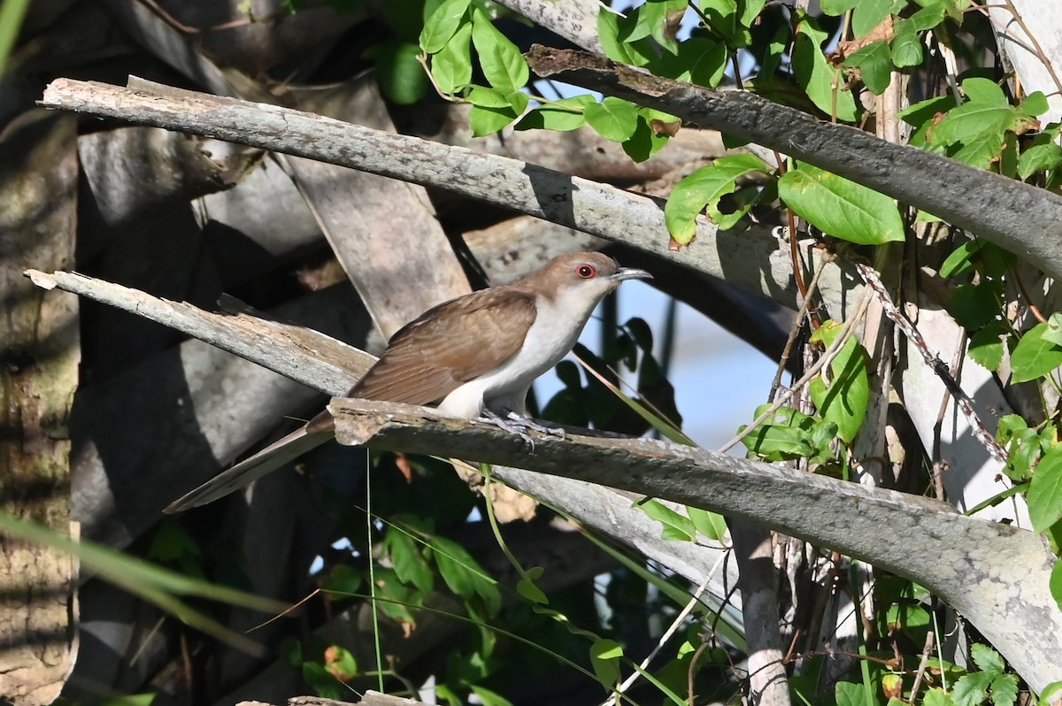 Black-billed Cuckoo - ML619260821