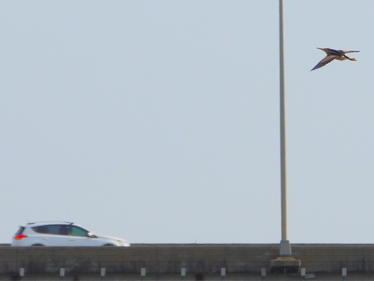 Least Bittern - Eric Haskell