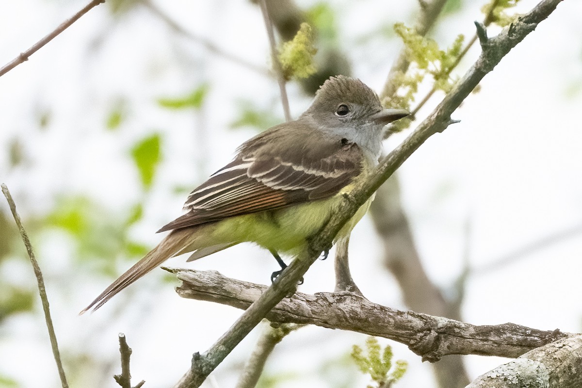 Great Crested Flycatcher - Shori Velles