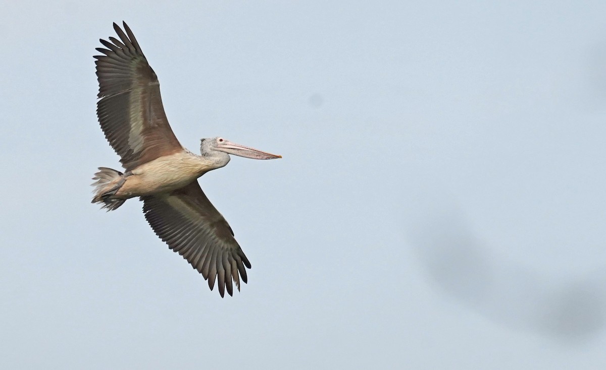 Spot-billed Pelican - ML619260856