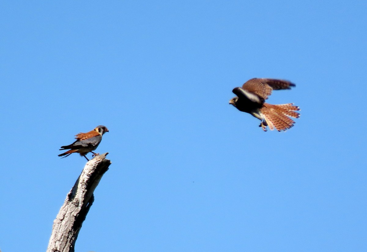 American Kestrel - Ruth Gravance