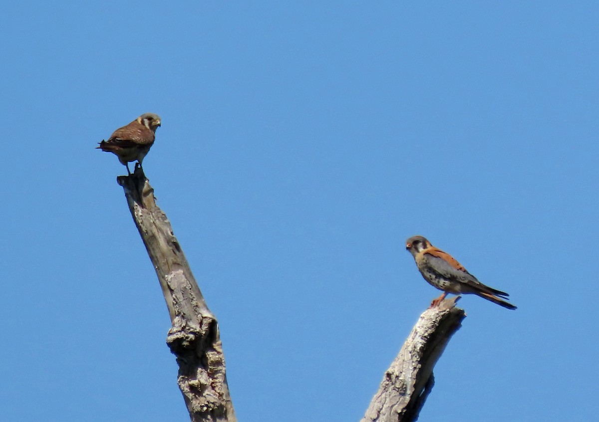 American Kestrel - Ruth Gravance