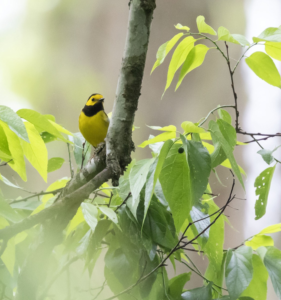 Hooded Warbler - Jason Lott