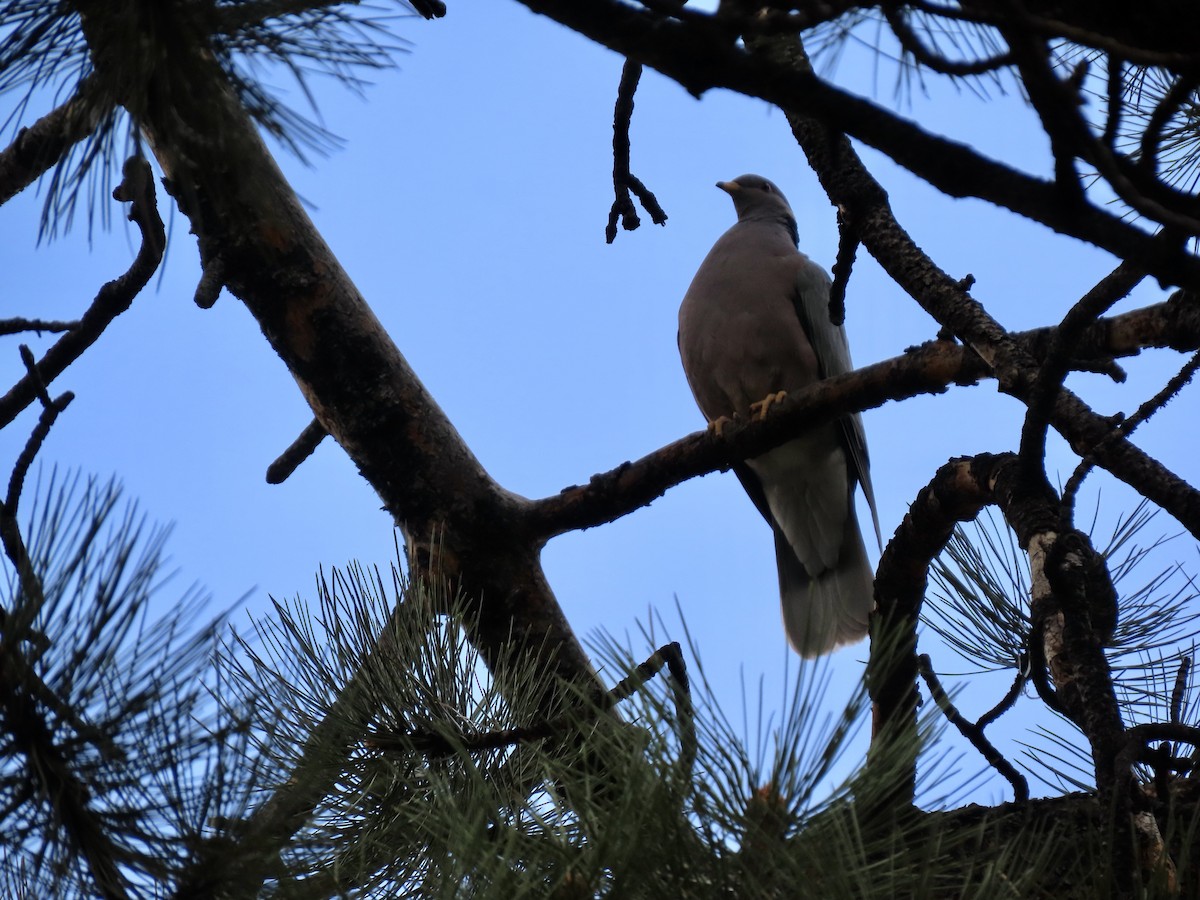 Band-tailed Pigeon - Julie Wilson