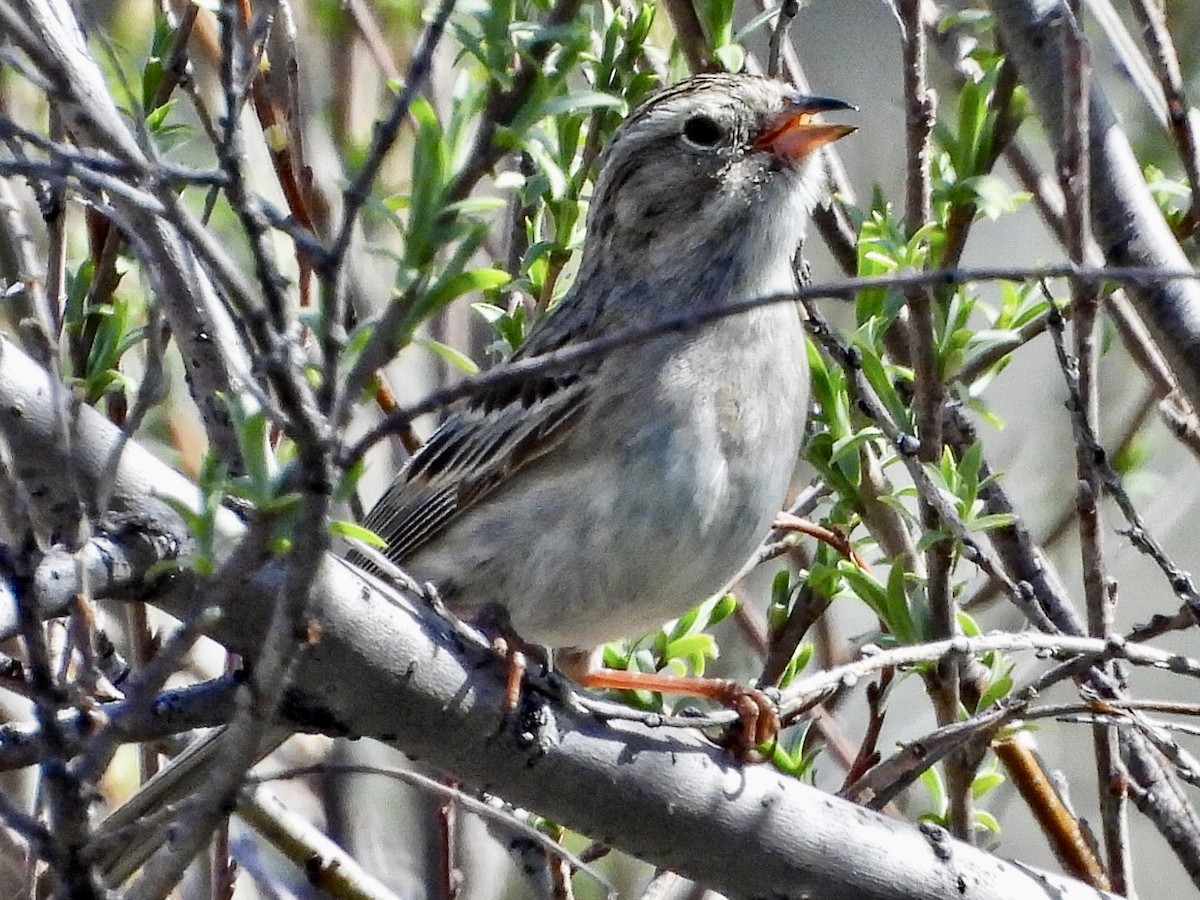 Brewer's Sparrow - ML619260893