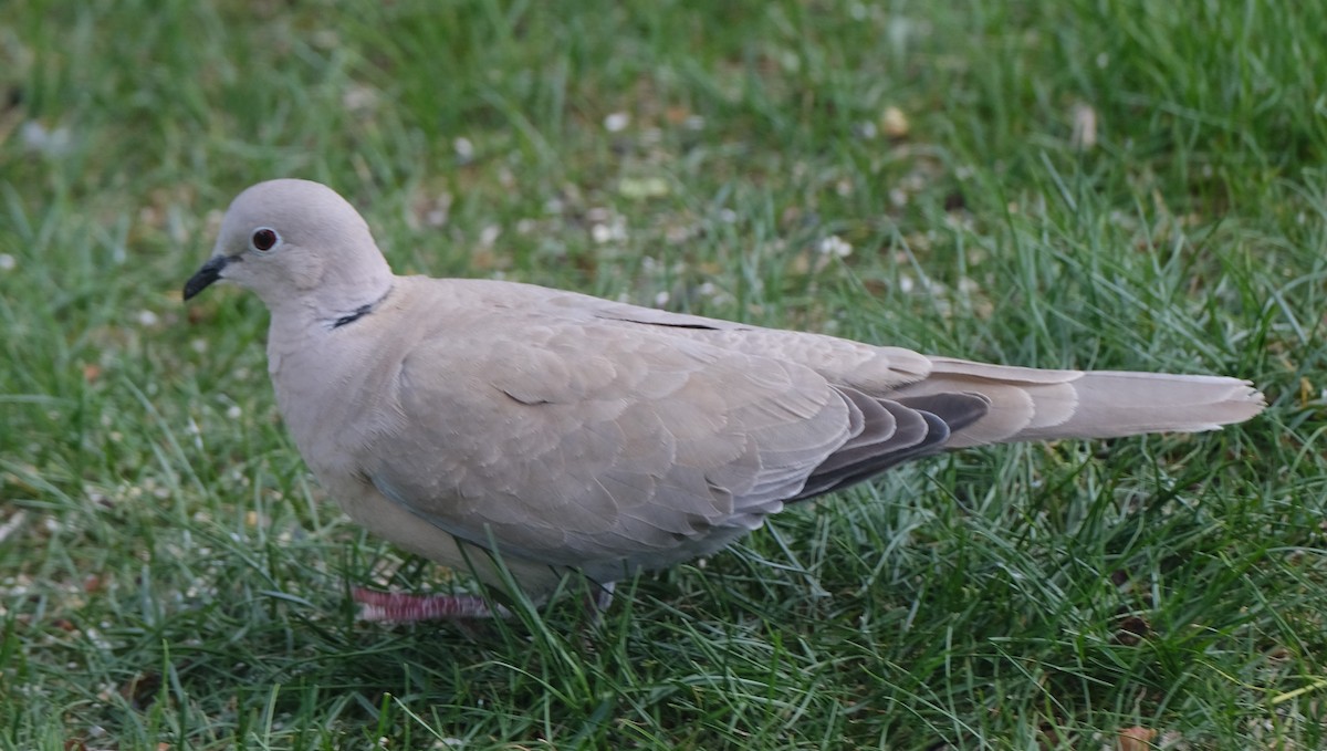 Eurasian Collared-Dove - ML619260897