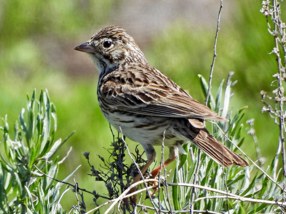 Vesper Sparrow - ML619260903