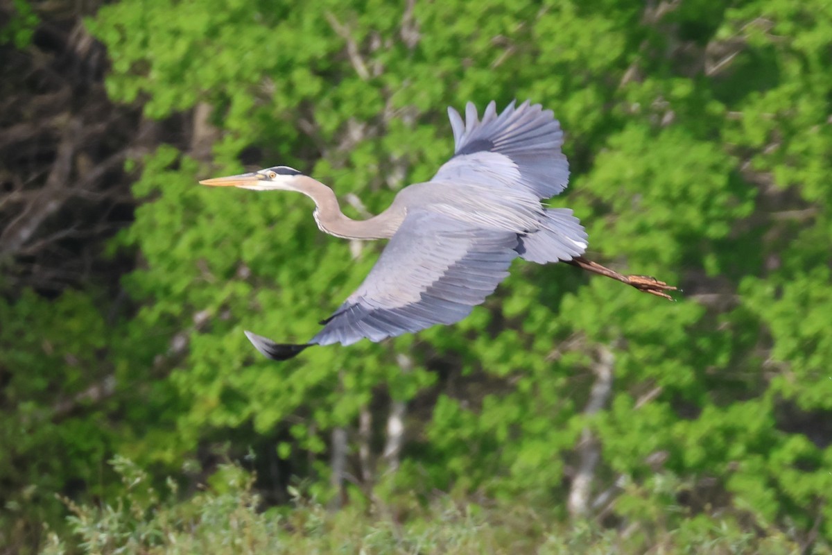 Great Blue Heron - Barb Wolf