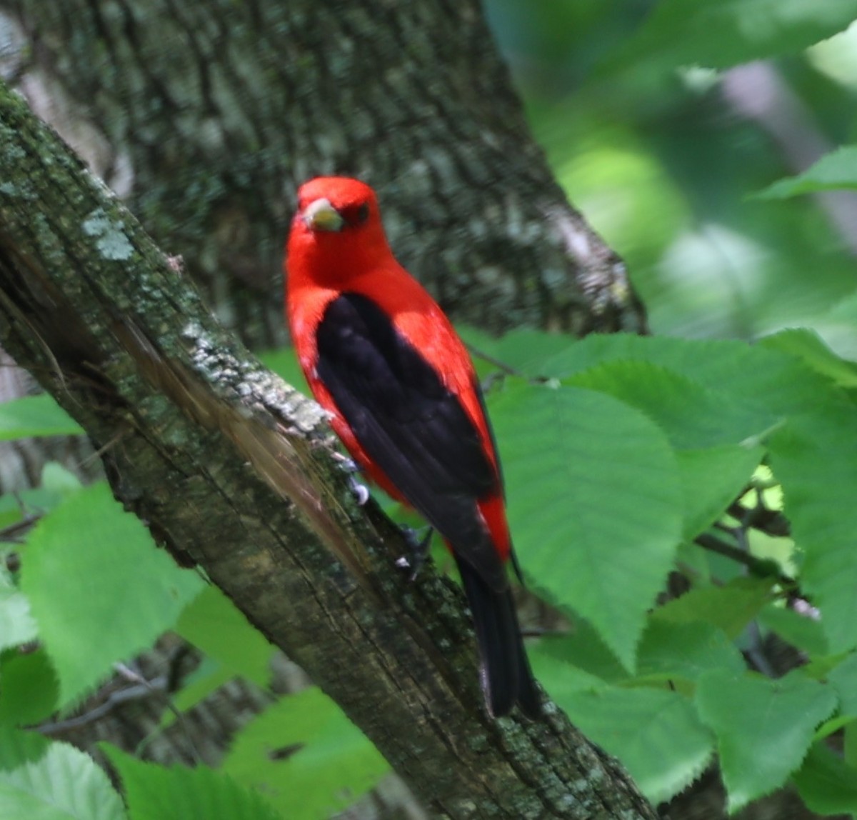 Scarlet Tanager - David Cunningham