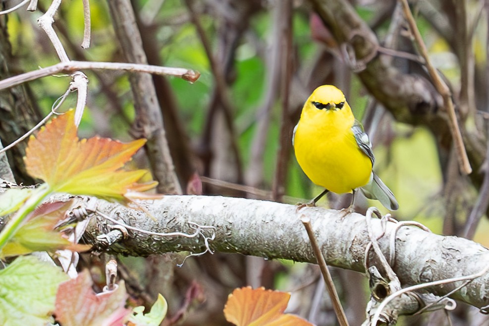 Blue-winged Warbler - Shori Velles