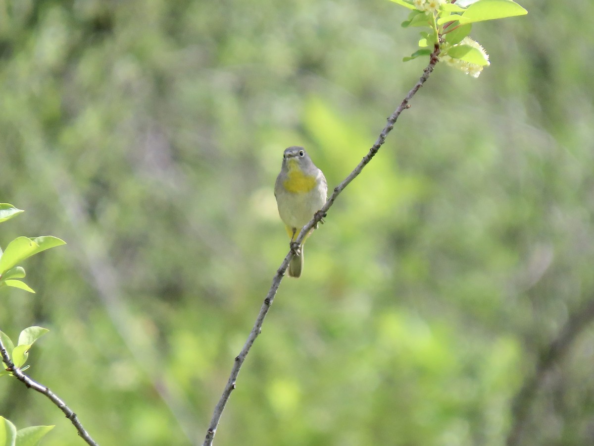 Virginia's Warbler - Julie Wilson