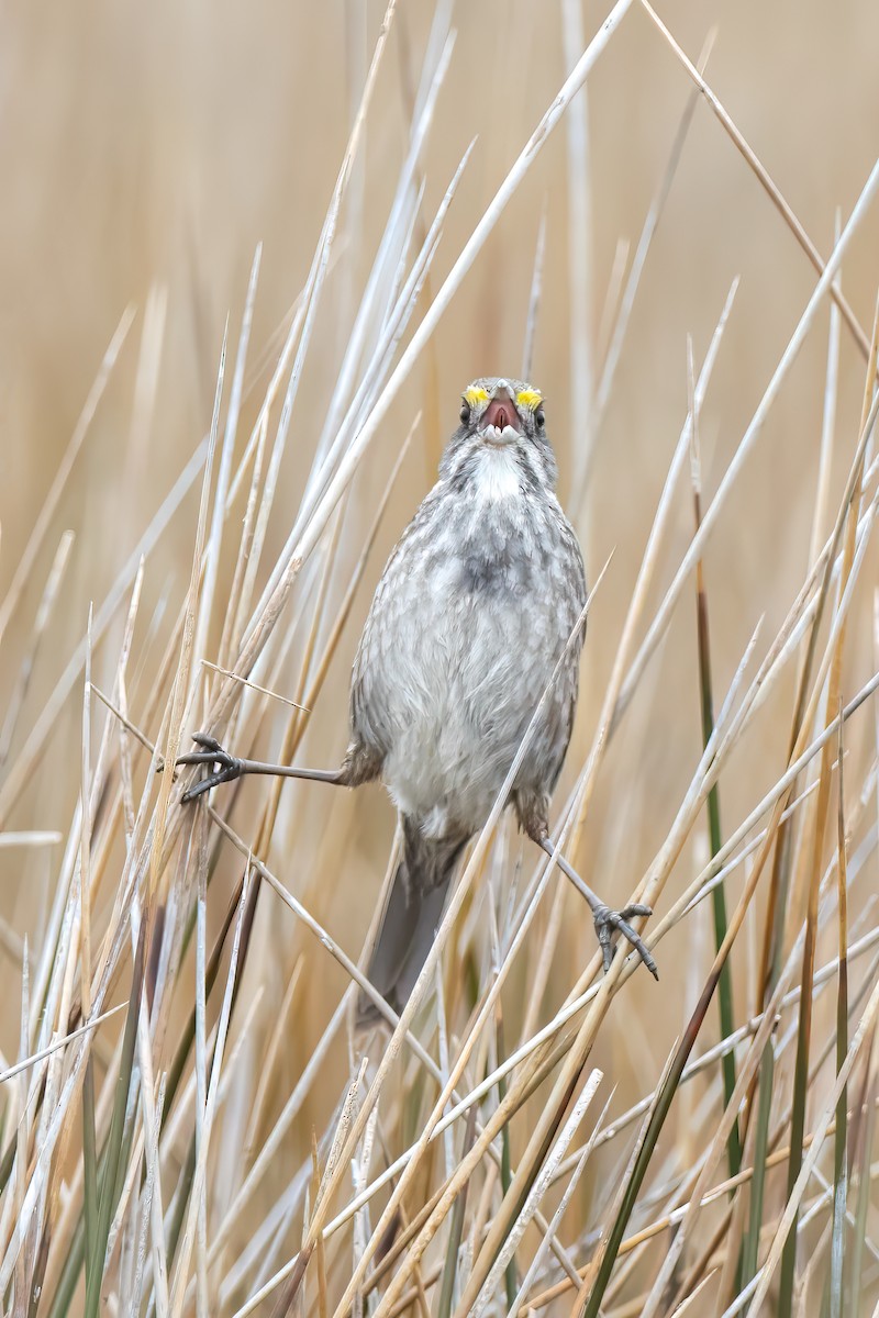 Seaside Sparrow - Ryan Douglas