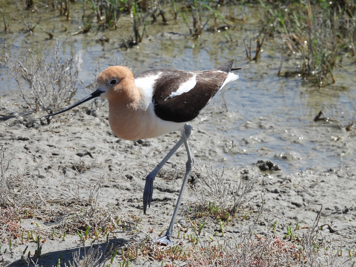 American Avocet - Bosco Greenhead