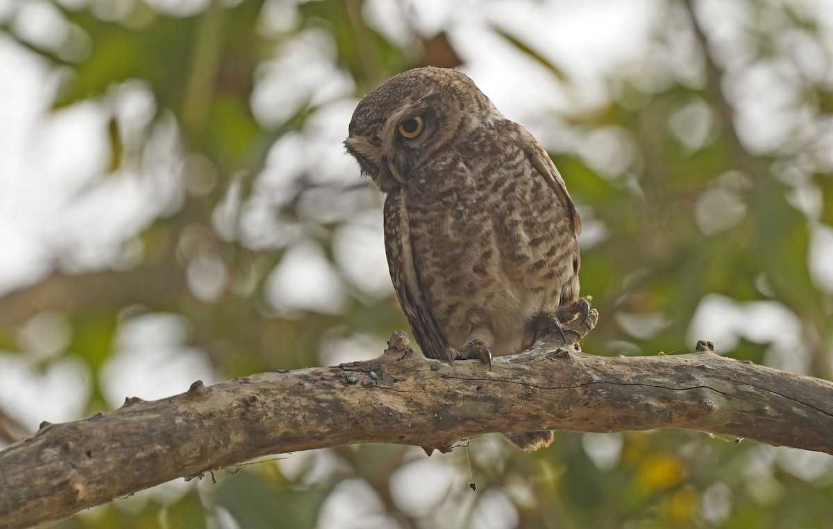 Spotted Owlet - John Daniel