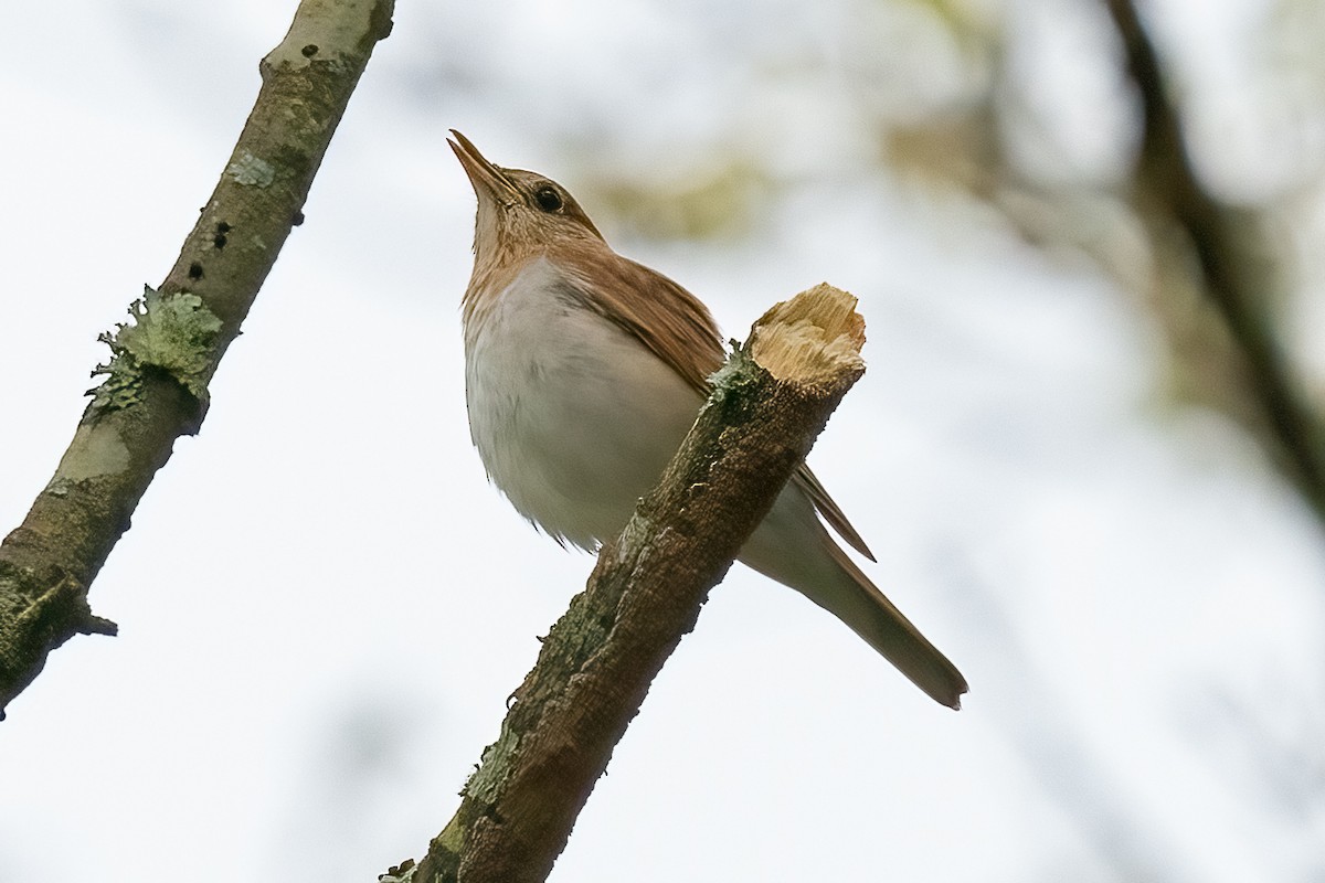 Veery - Shori Velles