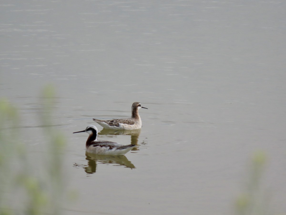 Wilson's Phalarope - Julie Wilson