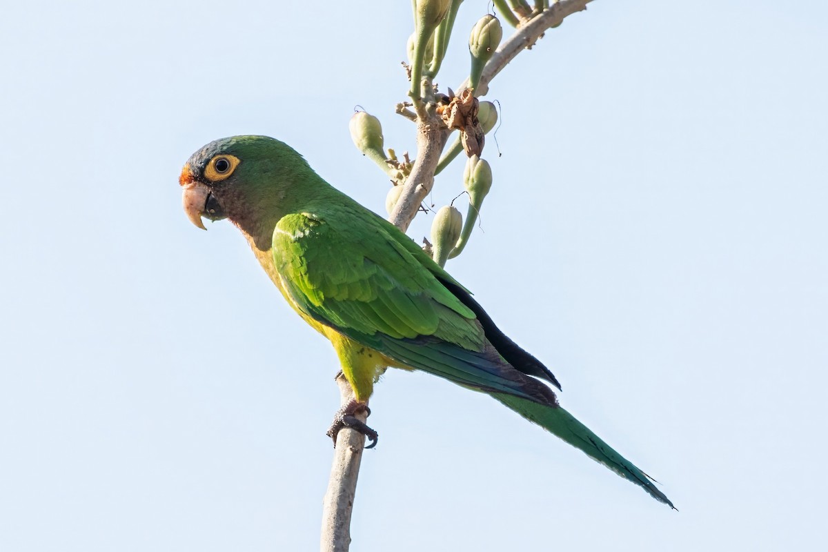 Orange-fronted Parakeet - Jodi Boe