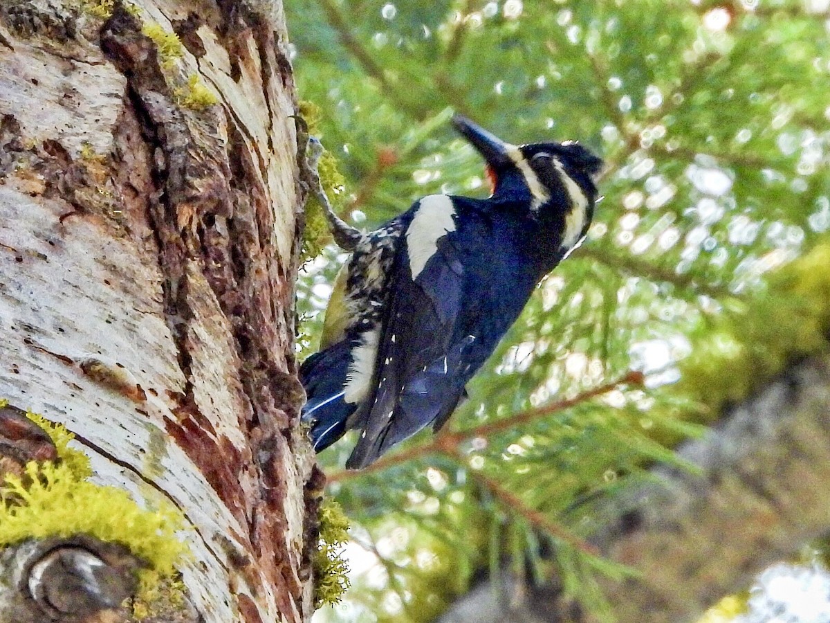 Williamson's Sapsucker - ML619260998