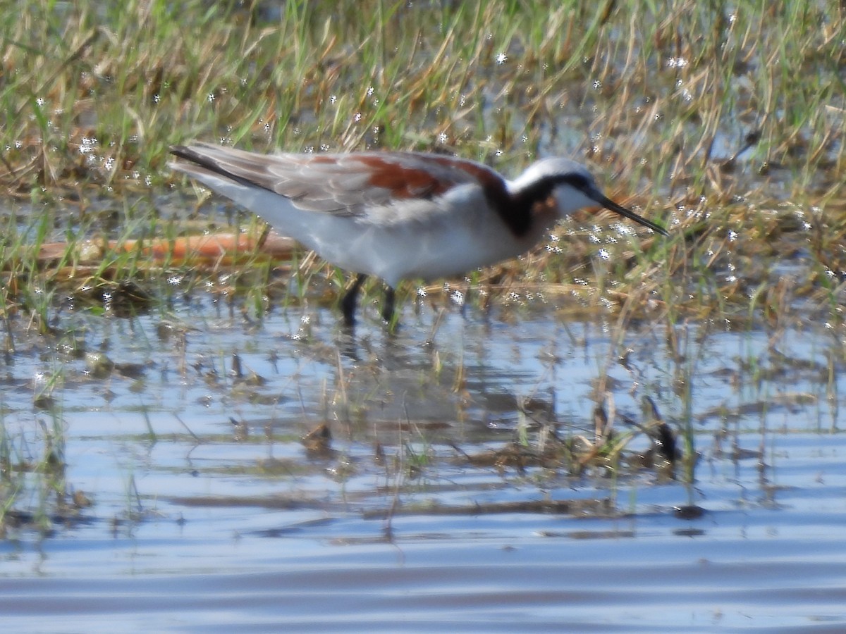 Wilson's Phalarope - Bosco Greenhead