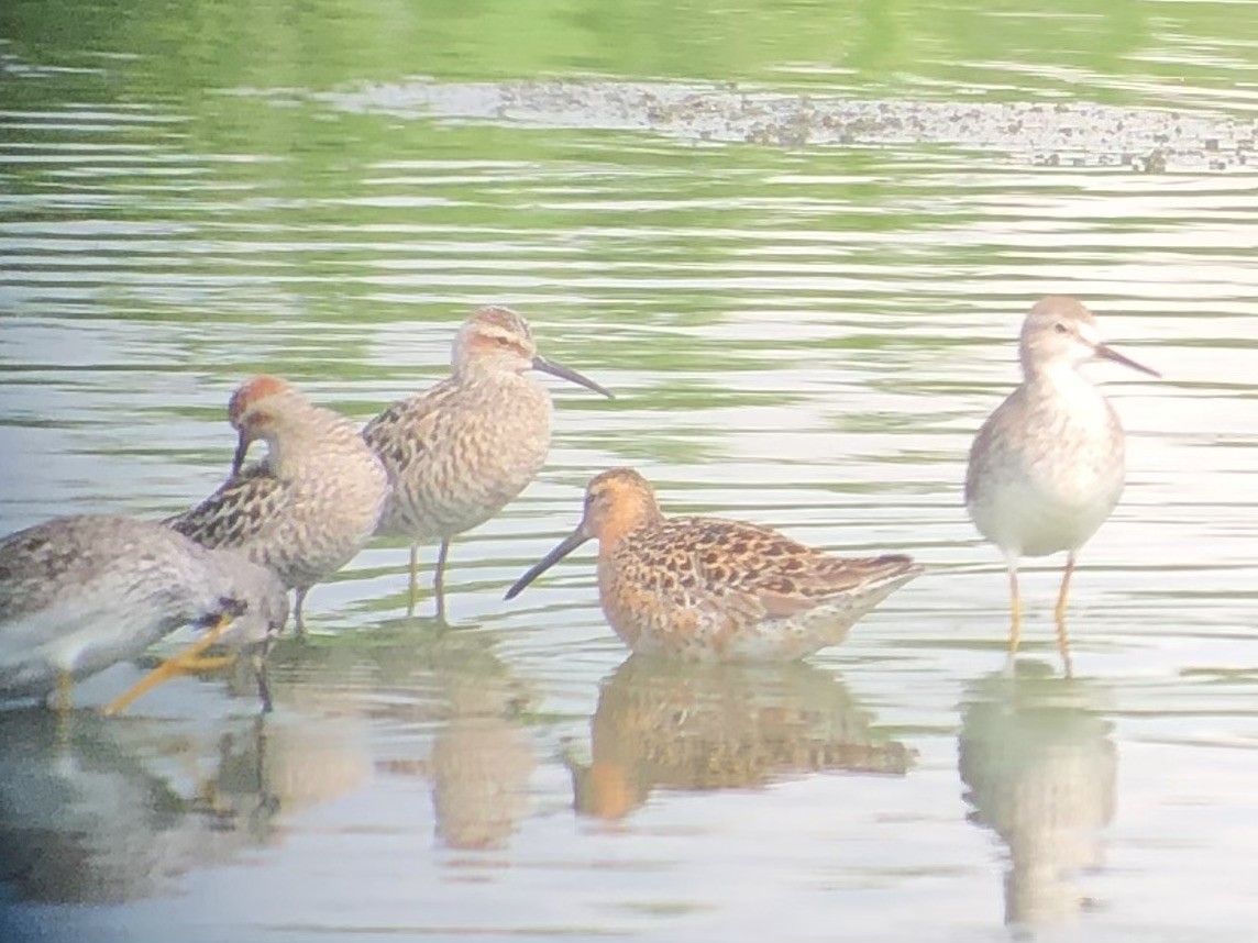 Short-billed Dowitcher - Ruben  Stoll