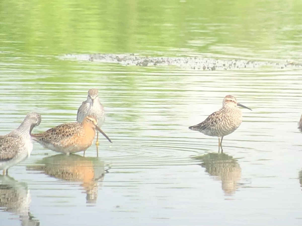 Short-billed Dowitcher - Ruben  Stoll