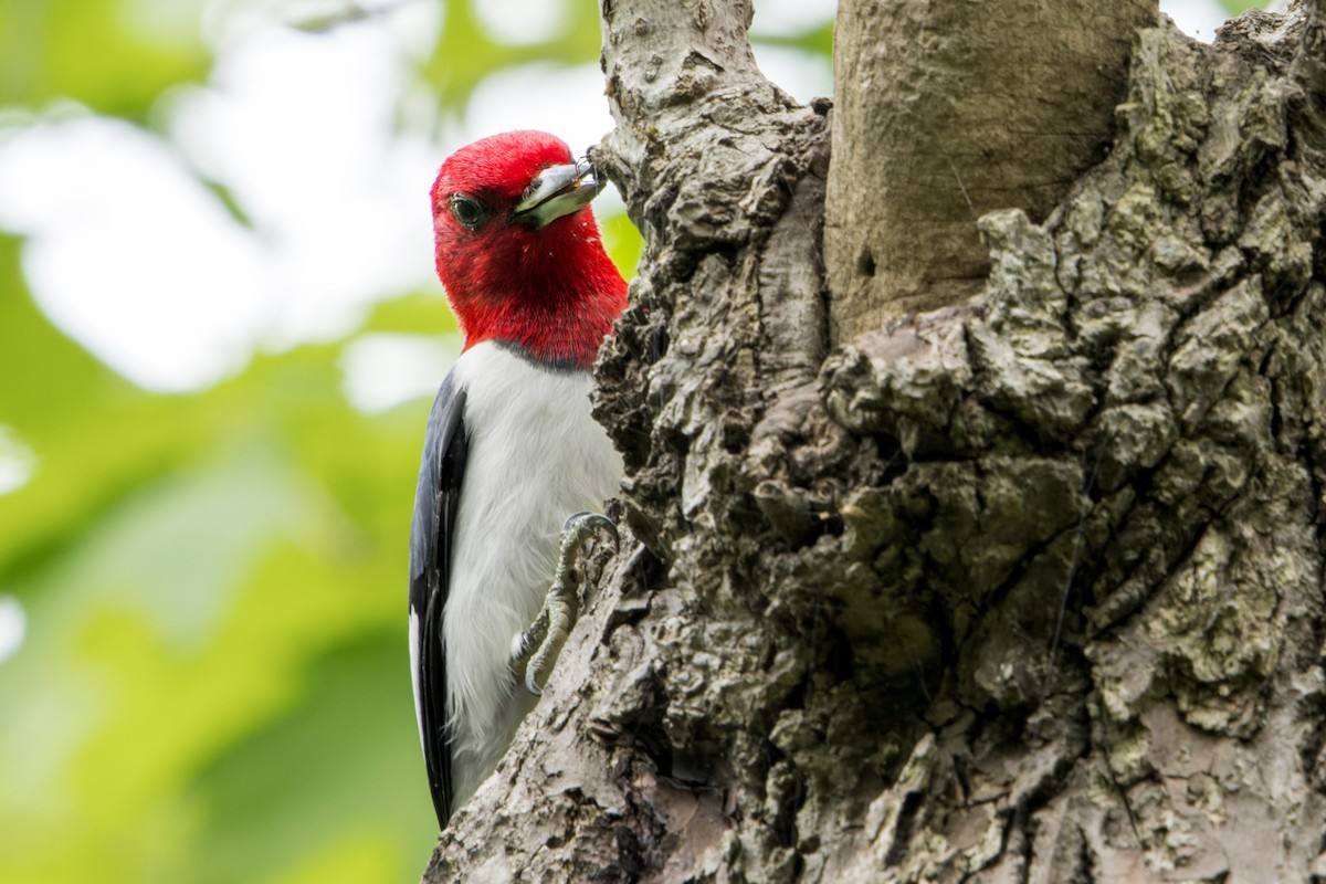 Red-headed Woodpecker - Brad Reinhardt