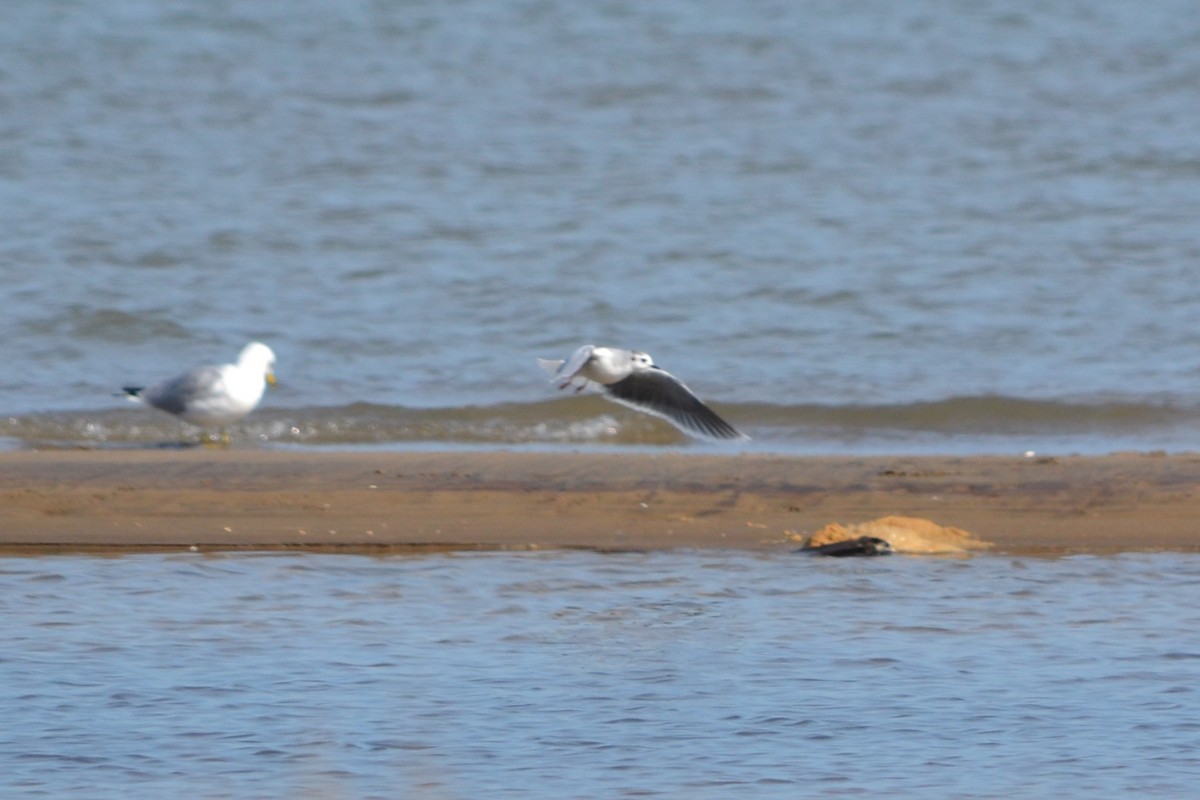 Little Gull - Sarah Bonnett