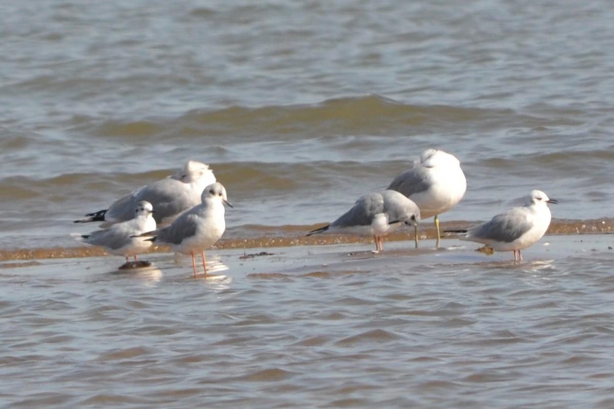 Mouette pygmée - ML619261036