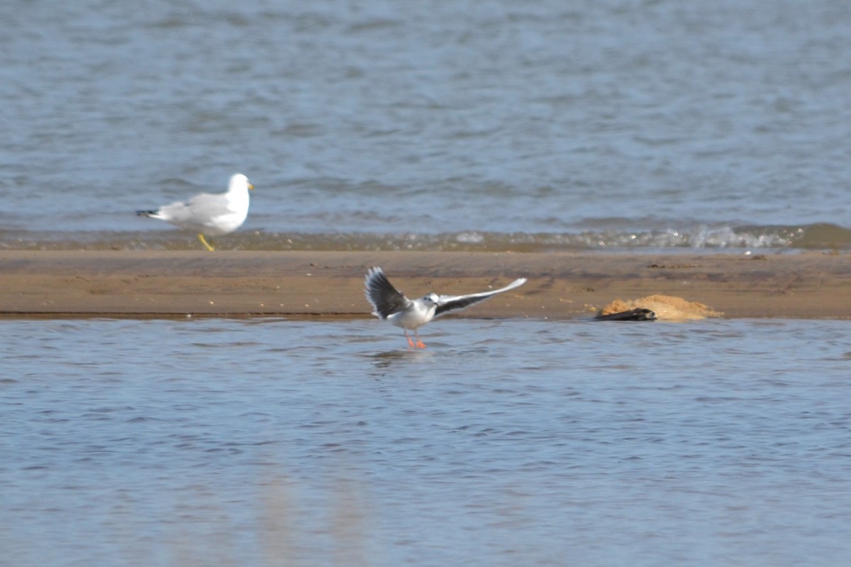 Little Gull - Sarah Bonnett