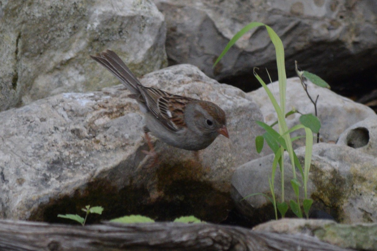 Field Sparrow - William Harmon