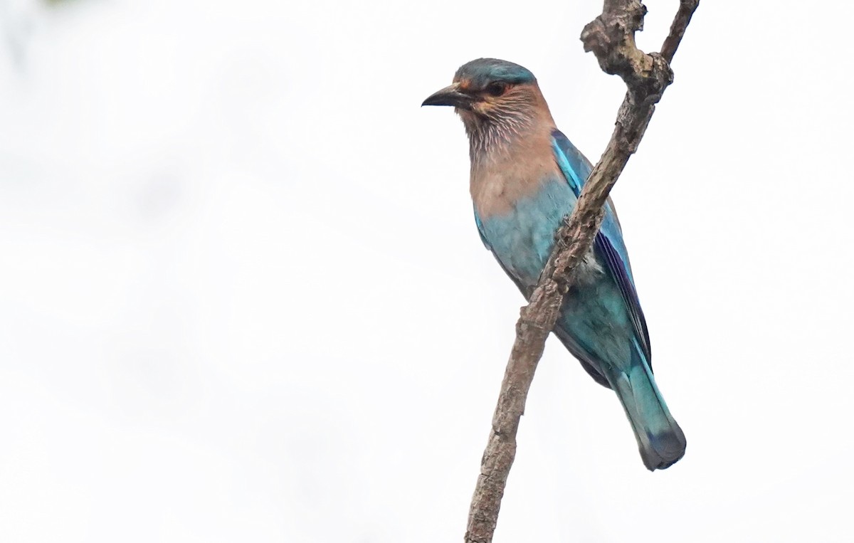 Indian Roller - ML619261044