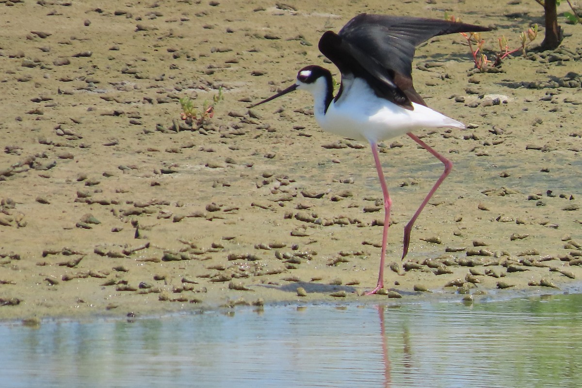 Black-necked Stilt - ML619261052