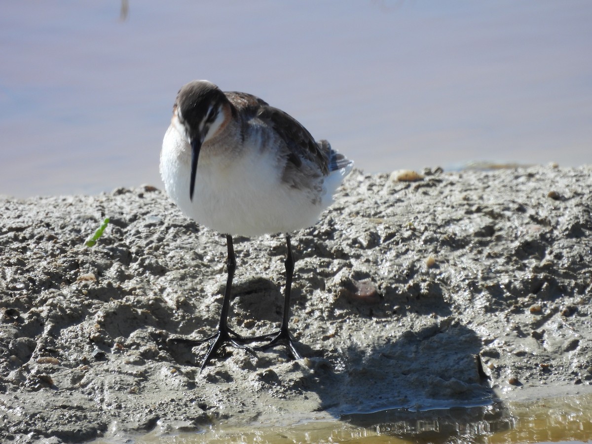 Wilson's Phalarope - Bosco Greenhead