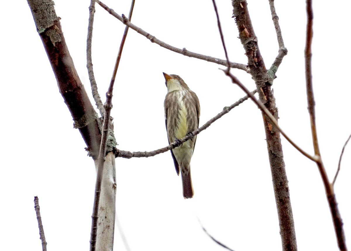 Olive-sided Flycatcher - James R. Hill, III