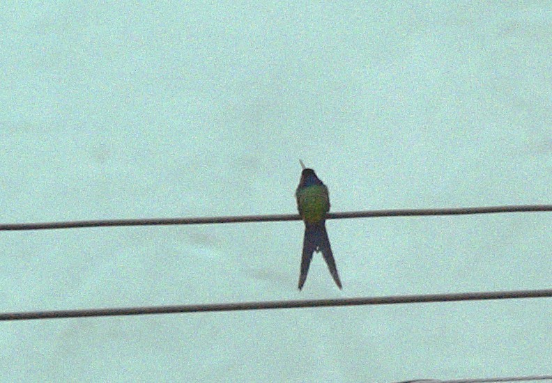 Swallow-tailed Hummingbird - Patrícia Hanate