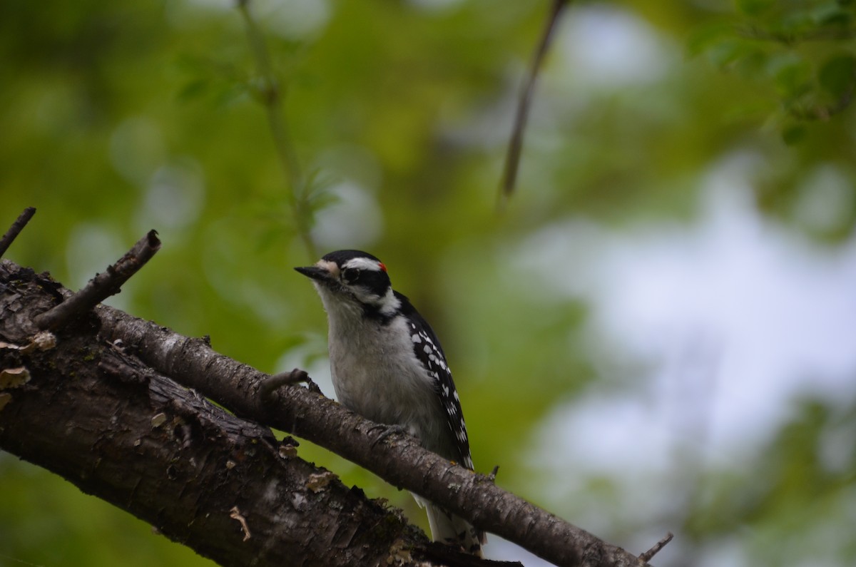 Downy Woodpecker - ML619261071