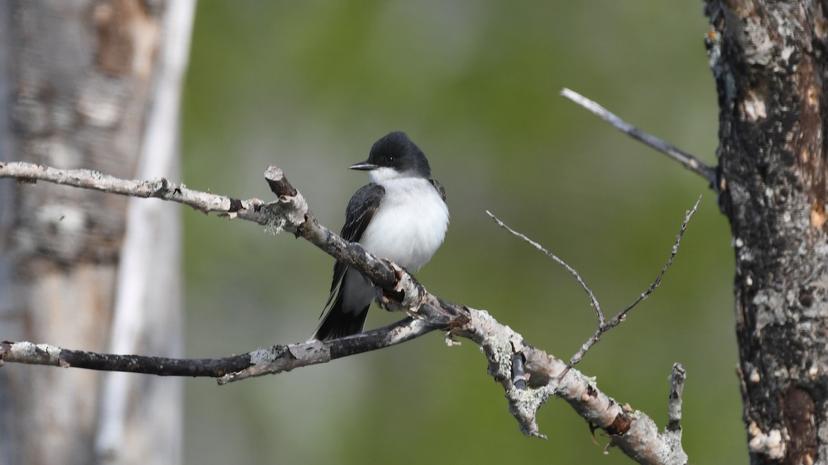 Eastern Kingbird - Marc Poirier