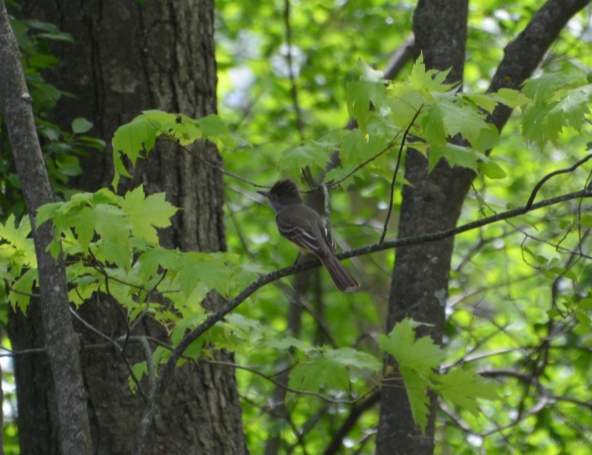 Great Crested Flycatcher - ML619261079