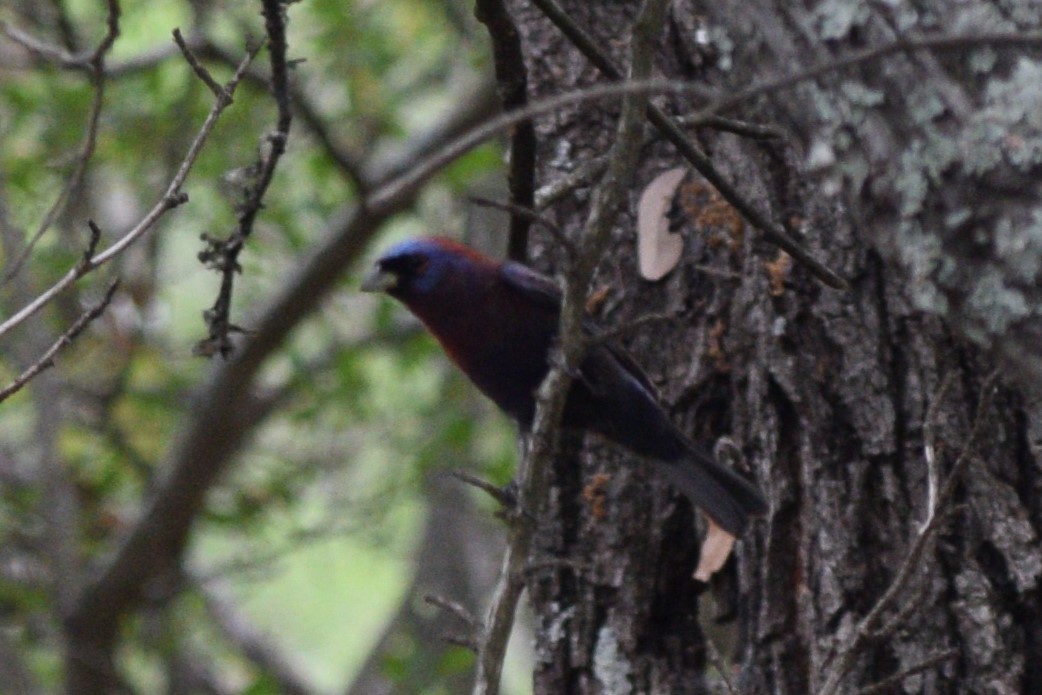 Varied Bunting - William Harmon